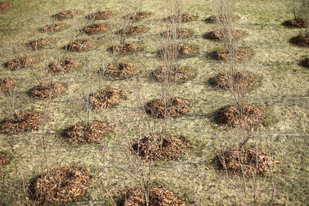 Planting trees in the park. Tree seedlings in ground. Lots of holes with plants. Greening of urban environment.の写真素材