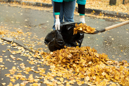 Harvesting leaves in bag. Shovel and yellow leaves. street cleaning. People clean up yard.の写真素材