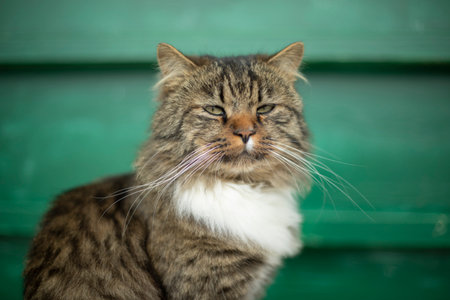 portrait of red cat. Cat with long mustache. long cat hair.の写真素材