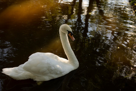 White swan in water. Swan in pond. bird in the park. Details of wildlife.の写真素材