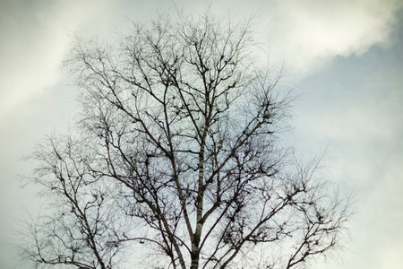Tree without leaves against sky. bare branches of plant. Black silhouette of a tree in autumn.の写真素材