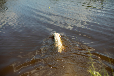 dog in water. dog swims in water. Labrador in lake. Pet walk in summer.の写真素材