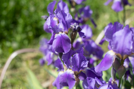 Purple flowers in the garden. beautiful plant. Flowering in summer. garden plant.の写真素材