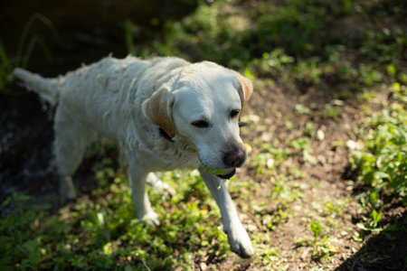 Labrador comes out of water. dog after bathing. live in summer. Pet on walk.の写真素材