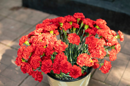 Red flowers in bucket. Cloves in bucket of water. cut flowers.の写真素材