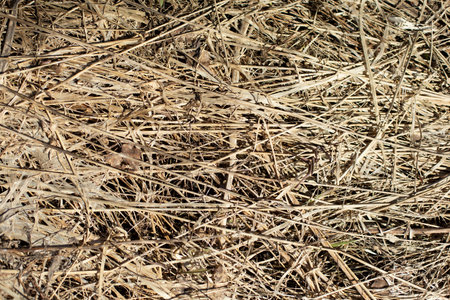 dry grass. Texture of dry plants. Details of nature. Lots of grass stalks.の写真素材