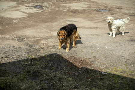 Two dogs on street. homeless pet. Animals in city. Abandoned dogs.の写真素材