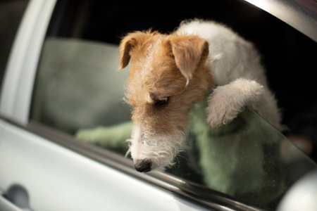 dog looks out of car window. animal transport. Pet climbed out through window to outside.の写真素材