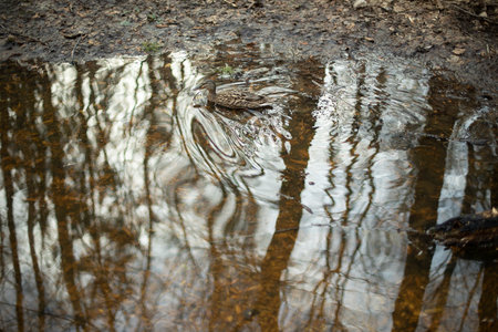 Ducks in water. waterfowl. Wave of movement. spring puddle park.の写真素材
