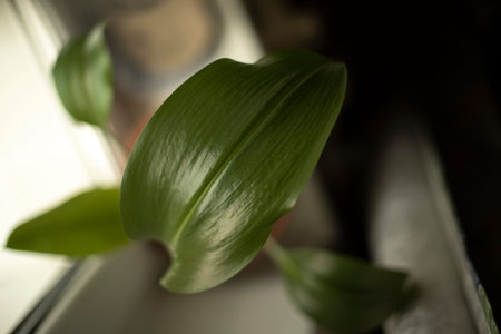 Green leaf of house plant. house plant on window. Details of interior with greenery in house.の写真素材