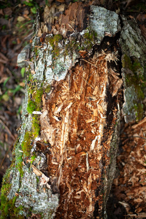 Details of deforestation. Old trees. dry logs. Fallen tree trunks.の写真素材
