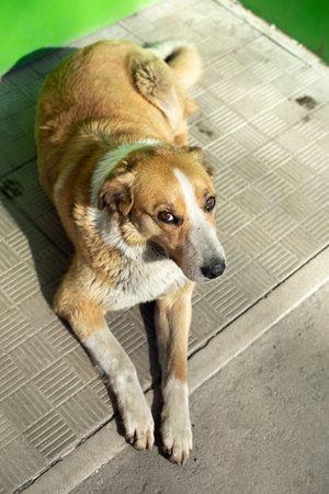 Stray dog lies near entrance to store. animal without home. Pet was lost.の写真素材