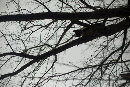 Pet sitting high up in tree. Animal hides in branches. Pet is walking.の写真素材