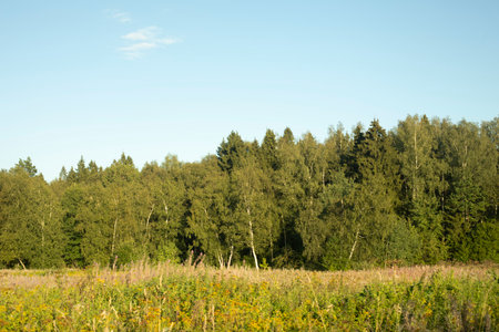 Forest and field in summer. Summer landscape outside city. Green forest and blue sky. Nature in Europe.の写真素材