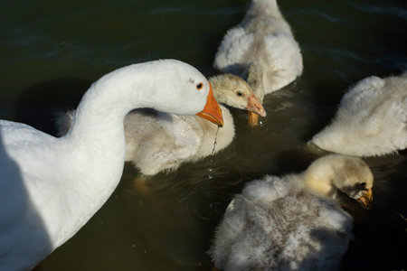 Geese on pond. Poultry in countryside. White feathers. Animal on lake. Waterbird.の写真素材