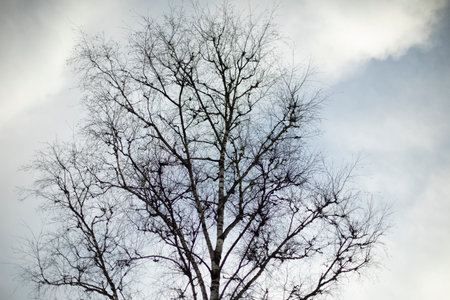 Tree without leaves against sky. bare branches of plant. Black silhouette of a tree in autumn.の写真素材