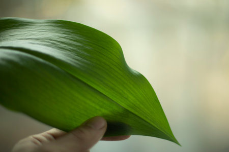 Hand holds green leaf of plant. Houseplant. Large sheet.の写真素材