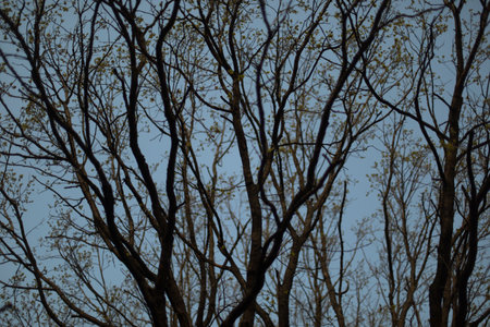 tree branches. Texture from branches. natural background. plant against sky.の写真素材