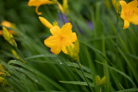 Yellow flowers in the garden. Plants in the park. beautiful nature. yellow flower.の写真素材