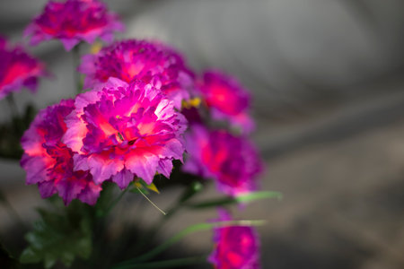 Purple flowers. Bright plants. Beautiful background. Artificial flowers.の写真素材