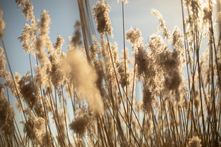 Dry grass in light of sun. Plants in the field. Details of nature. Sunny weather.の写真素材