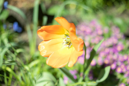 Orange flower in the garden. garden in summer. Details of nature. Beautiful flower in bright light.の写真素材
