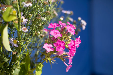 Bouquet of flowers. Wild flowers in vase. Plants in summer. Inflorescence of field plants.の写真素材