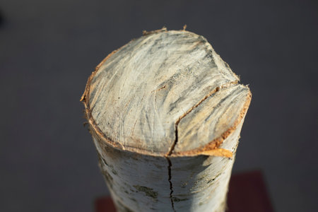Birch firewood. Stump made of wood. fell tree. I sawed on birch tree.の写真素材