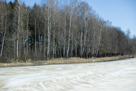 Birch grove in spring. Spring ice on lake. Shore with Birches. Russian landscape.の写真素材