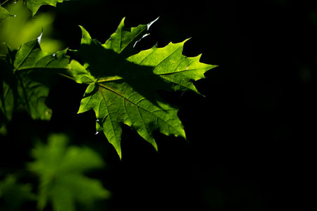 Maple leaves in dark. Wood in detail at night. Maple leaf in electric light. Fox on black background.の写真素材