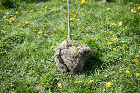 Planting plants in ground. Planting seedling. maintenance of the park. Planting trees. Digging up soil.の写真素材