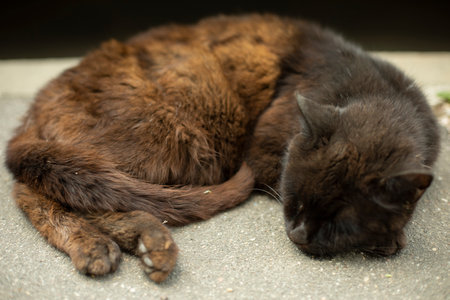 Black cat sleeps. Burnt cat hair. Pet on street. Homeless animal. Cute creature basks in the sun.の写真素材