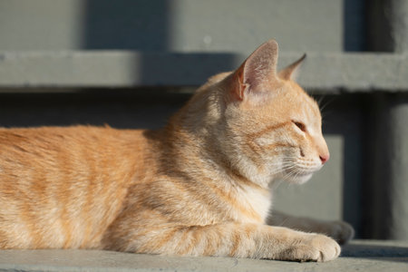 Red cat on street. Pet with red hair. Cat in sunlight. Animal is resting on bench.の写真素材
