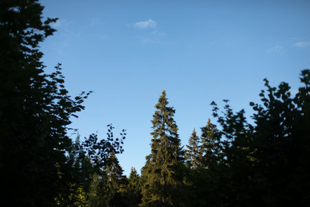 Large spruce tree in forest. Landscape with tree. Shade in summer forest. Beautiful landscape.の写真素材