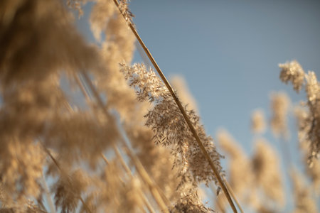 Dry grass in light of sun. Plants in the field. Details of nature. Sunny weather.の写真素材