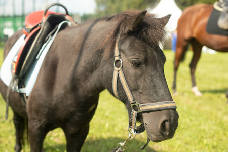 Black Pony. Horse on farm. Animal in park. Horse with dark hair.の写真素材
