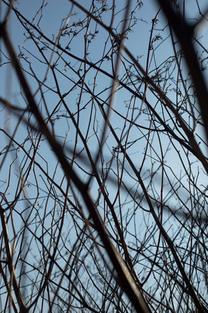 Branches of plants without leaves. Wood details. Bushes against sky. Spring tree.の写真素材