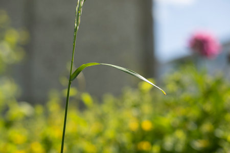 summer greenery. natural landscape. Details of summer nature. Plants on warm day.の写真素材