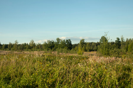 Summer landscape. Green forest and blue sky. Natural landscape. Details of nature.の写真素材