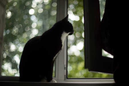 Cat sits on window. Black cat at home. Animal is looking outside. Black wool. Pet in apartment.の写真素材