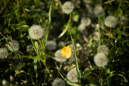 summer greenery. natural landscape. Details of summer nature. Plants on warm day.