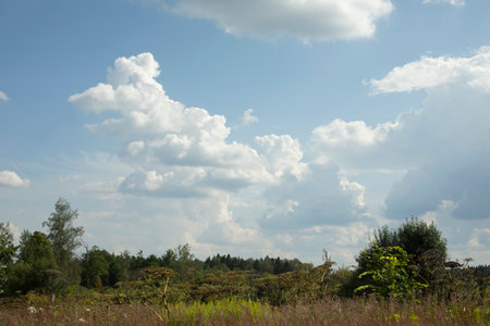 Summer natural landscape. Large field. Clouds over forest. Details of summer atmosphere.の写真素材
