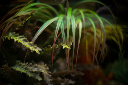 Plants in aquarium. Flora and fauna of underwater world. Aquarium at home. Life underwater.の写真素材