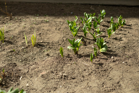 Flowerbed in the yard. Seedlings in the ground. Planting plants near the entrance. Landscaping of yards.の写真素材