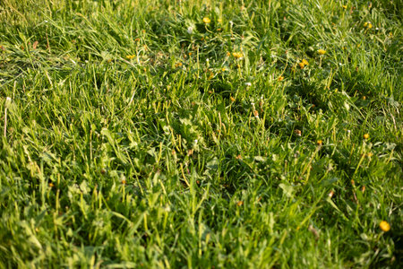Green grass in summer. Grass in sunlight. Lawn texture. Plants in summer. Lawn in the park.の写真素材