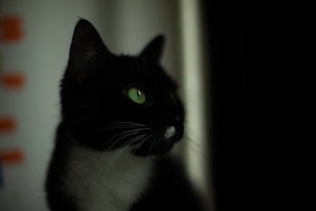 Cat with green eyes. Black fur in a cat. The pet looks to the side. Cute cat.の写真素材