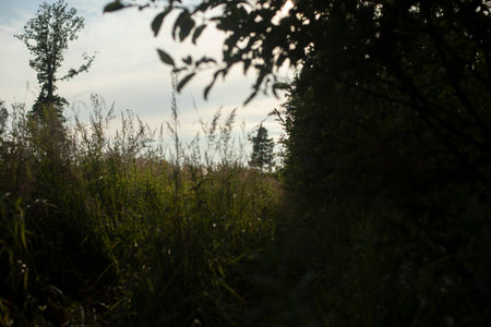 Tree in field in summer. Summer landscape. Field and forest. Landscape view.の写真素材