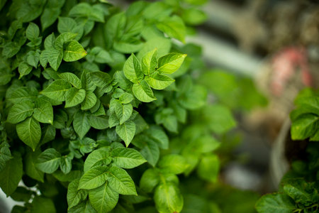 Greenery in summer. Plants in park. Details of nature. Summer foliage.の写真素材