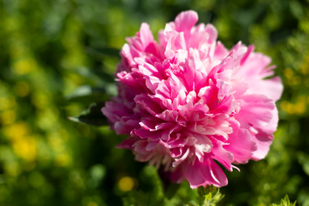 Peony in garden. Large flower. Pink flower in garden. Details of Nature Lotem.の写真素材