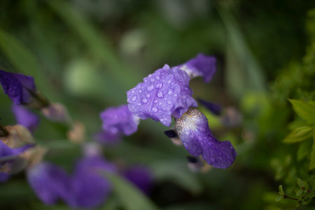 Purple flower. Plant in garden in summer. Details of nature. Summer background.の写真素材